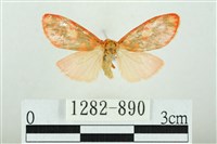 三色豔苔蛾藏品圖，第1張