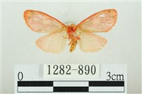 三色豔苔蛾藏品圖，第2張