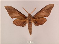 栗六點天蛾藏品圖，第1張