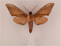 栗六點天蛾藏品圖，第2張