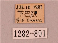 栗六點天蛾藏品圖，第3張