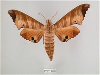 黑角六點天蛾藏品圖，第1張