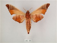 黑角六點天蛾藏品圖，第2張