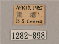 黑角六點天蛾藏品圖，第3張