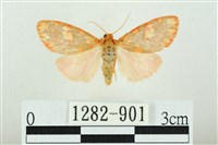 三色豔苔蛾藏品圖，第1張