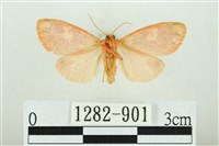 三色豔苔蛾藏品圖，第2張