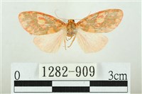 三色豔苔蛾藏品圖，第1張