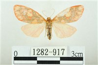 三色豔苔蛾藏品圖，第1張