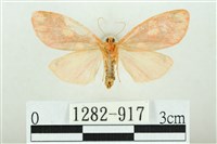 三色豔苔蛾藏品圖，第2張