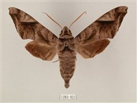 全緣缺角天蛾藏品圖，第1張