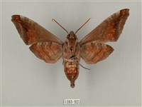 全緣缺角天蛾藏品圖，第2張