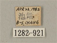 全緣缺角天蛾藏品圖，第3張