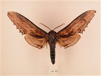 臺灣鋸翅天蛾藏品圖，第1張