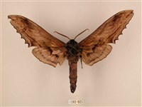 臺灣鋸翅天蛾藏品圖，第2張