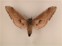 臺灣鋸翅天蛾藏品圖，第2張