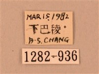 臺灣鋸翅天蛾藏品圖，第3張