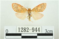 三色豔苔蛾藏品圖，第1張