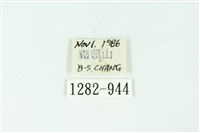 三色豔苔蛾藏品圖，第3張