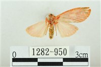 三色豔苔蛾藏品圖，第2張