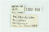 三色豔苔蛾藏品圖，第3張