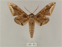 白點天蛾 藏品圖，第1張