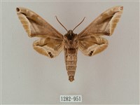 白點天蛾 藏品圖，第2張