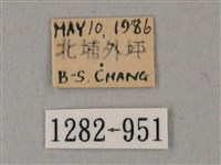 白點天蛾 藏品圖，第3張