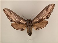 臺灣鋸翅天蛾藏品圖，第1張