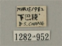 臺灣鋸翅天蛾藏品圖，第3張