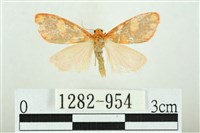 三色豔苔蛾藏品圖，第1張