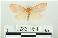 三色豔苔蛾藏品圖，第2張