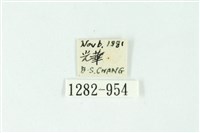 三色豔苔蛾藏品圖，第3張