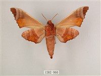 黑角六點天蛾藏品圖，第2張