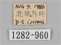 黑角六點天蛾藏品圖，第3張