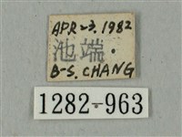 全緣缺角天蛾藏品圖，第3張