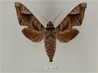 全緣缺角天蛾藏品圖，第1張