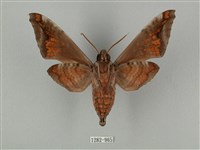 全緣缺角天蛾藏品圖，第2張