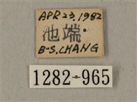 全緣缺角天蛾藏品圖，第3張