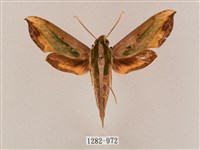 斜綠天蛾藏品圖，第1張