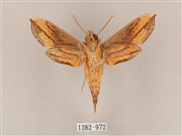 斜綠天蛾藏品圖，第2張