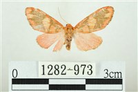 三色豔苔蛾藏品圖，第1張