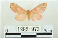 三色豔苔蛾藏品圖，第2張