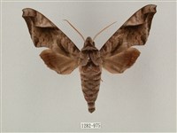 全緣缺角天蛾藏品圖，第1張