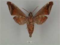 全緣缺角天蛾藏品圖，第2張