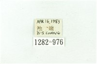 臺雪苔蛾藏品圖，第3張