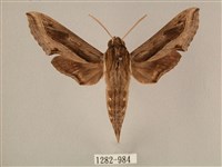 斜線天蛾藏品圖，第1張