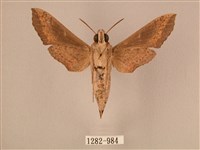 斜線天蛾藏品圖，第2張