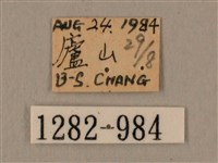 斜線天蛾藏品圖，第3張