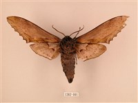 臺灣鋸翅天蛾藏品圖，第2張