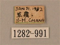 臺灣鋸翅天蛾藏品圖，第3張